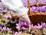 افزایش سطح زیر کشت زعفران در خوزستان