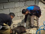 واکسیناسیون ۹۰۰ قلاده سگ گله و نگهبان علیه بیماری هاری در اندیمشک