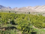 مدیر جهاد کشاورزی شهرستان اندیمشک از پرداخت ۶۰۰ میلیون تومان از محل اعتبارات توسعه و نوسازی باغات به صورت بلاعوض به باغداران خبرداد