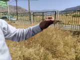 مدیر جهاد کشاورزی اندیمشک از حمله ملخ به باغات و مزارع کشاورزی در کوهپایه های این شهرستان خبر داد