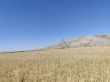 مدیر جهاد کشاورزی شهرستان اندیمشک از شکسته شدن رکورد خریدتضمینی  گندم خبرداد