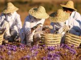 رشد ۶۱ درصدی اشتغالزایی در بخش کشاورزی استان خوزستان
