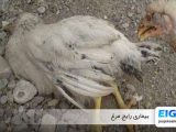 ” تخلیه لاشه های مرغ  مرده در رودخانه دز””/ سخنی با مسئولان محیط زیست ، بهداشت، شهرداری و شورای شهر دزفول 